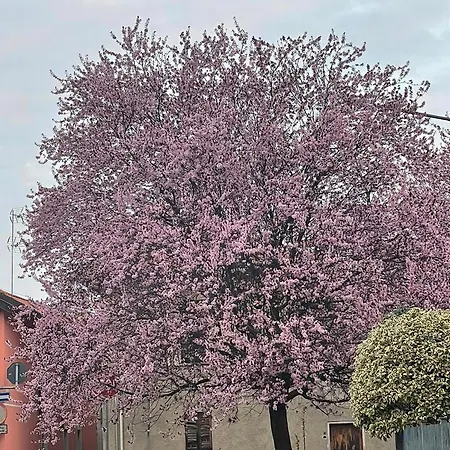 Residenza Il Ciliegio *